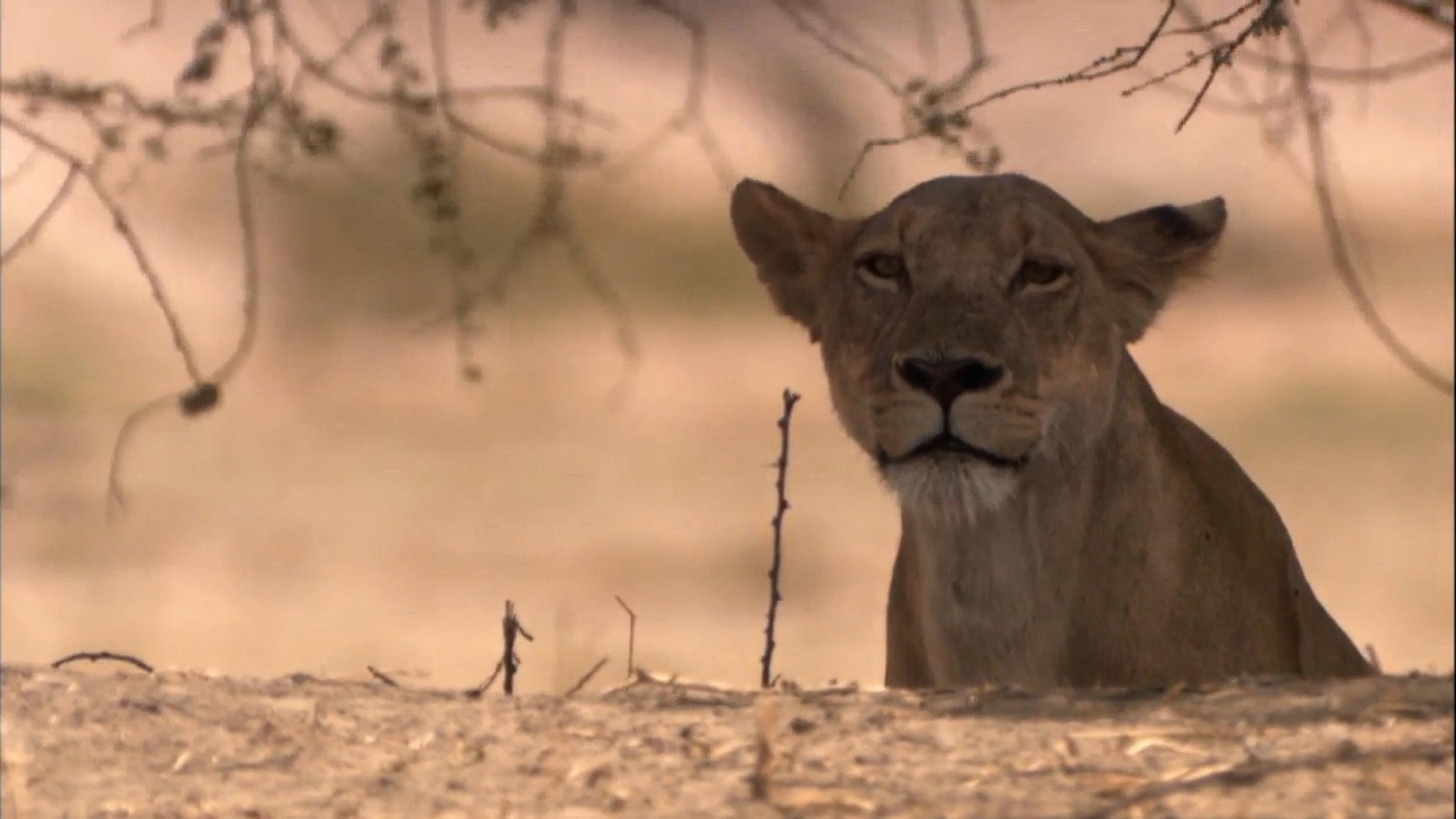 Lion Battle Zone 2012 movie scene