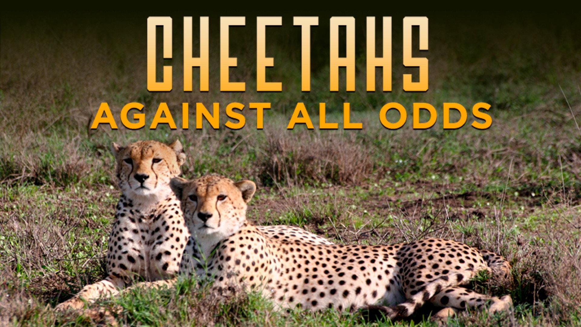 Cheetahs Against All Odds 2009 movie scene