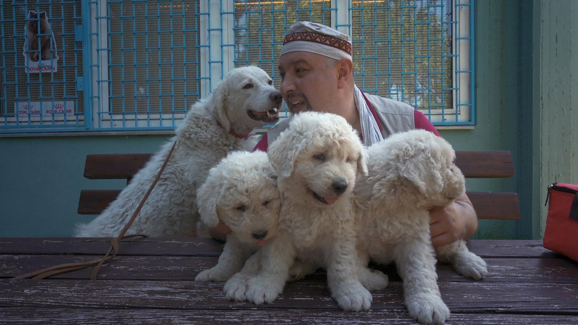 Whose Dog Am I? 2022 movie scene