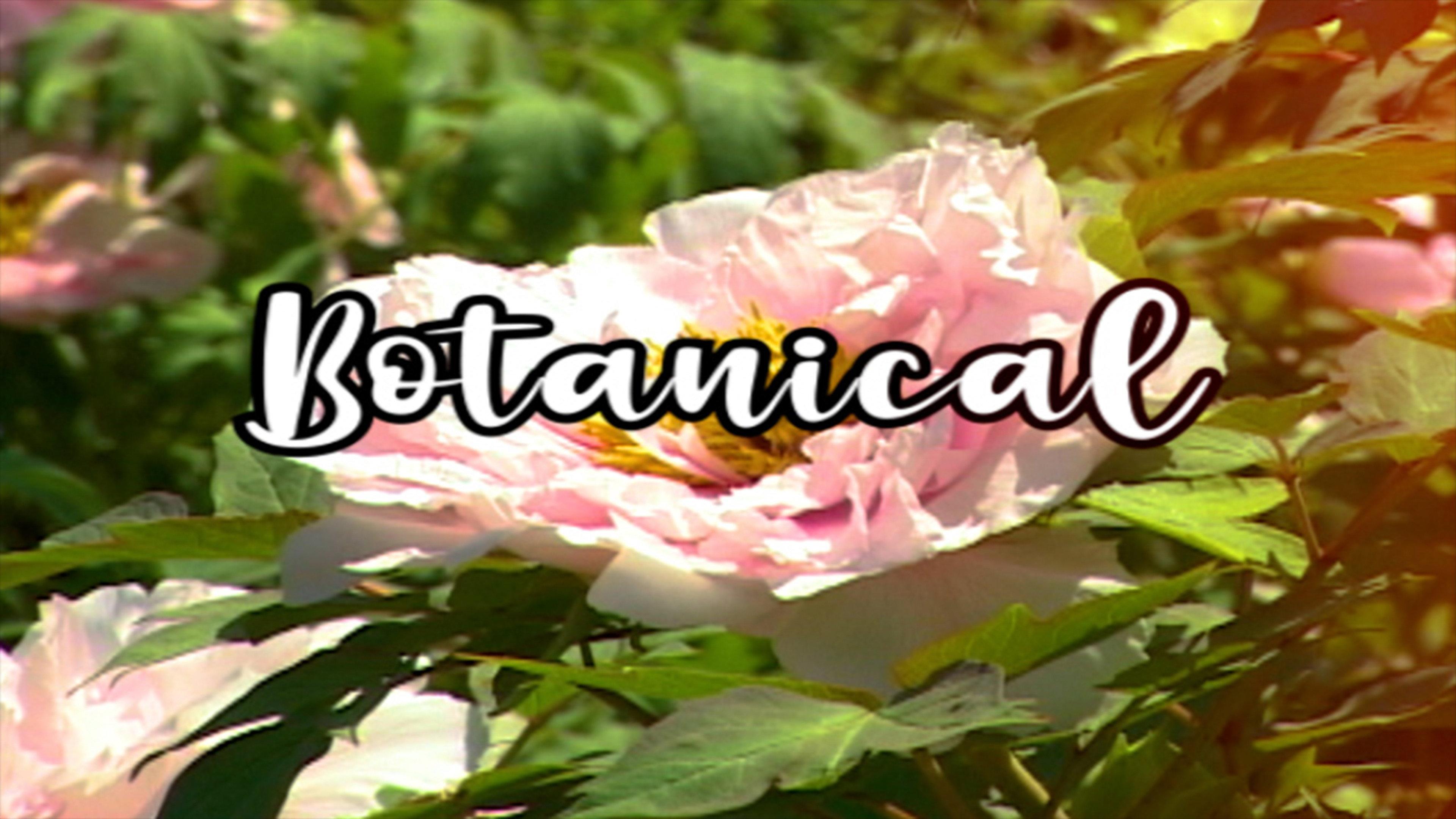 Bloom Skateboards Presents Botanical 2021 movie scene