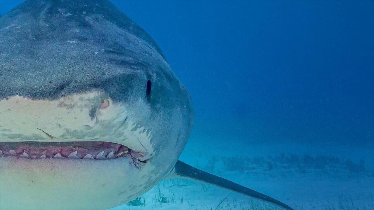 Supersized Sharks 2024 movie scene