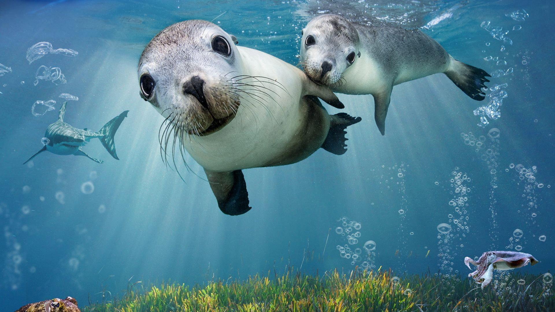 Sea Lions: Life By a Whisker 2020 movie scene