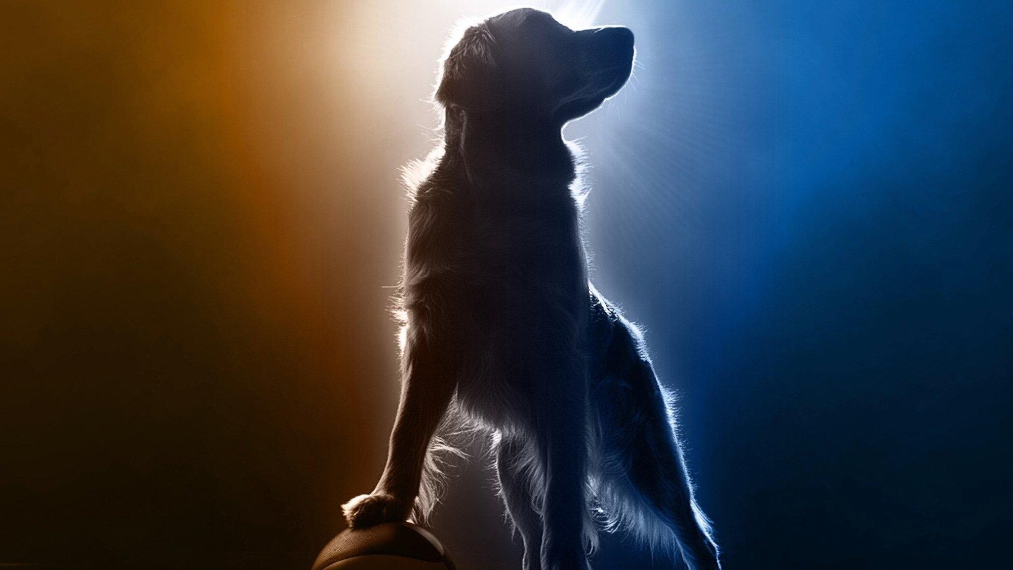 Air Bud Returns 2027 movie scene