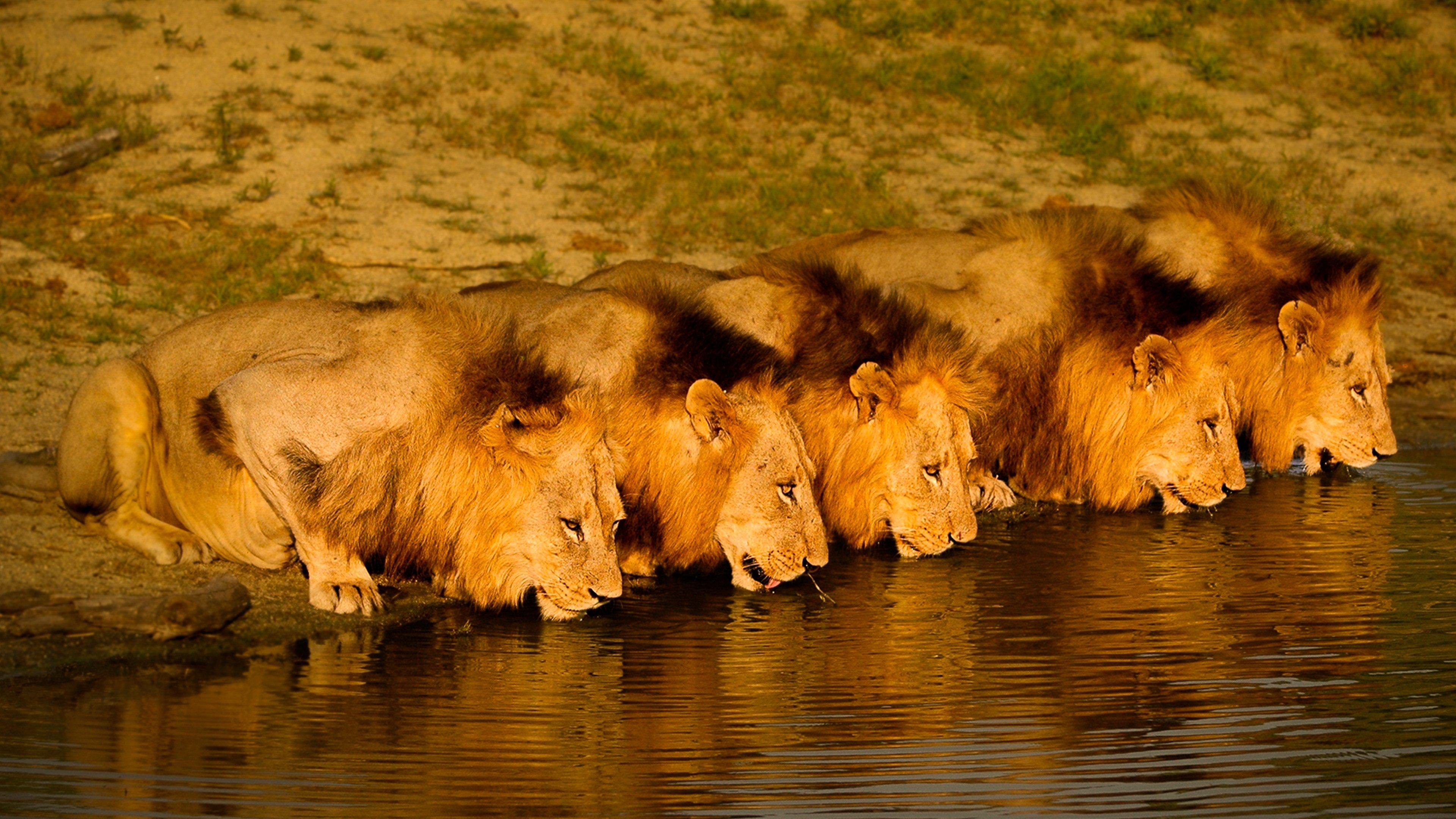 Brothers in Blood: The Lions of Sabi Sand 2015 movie scene