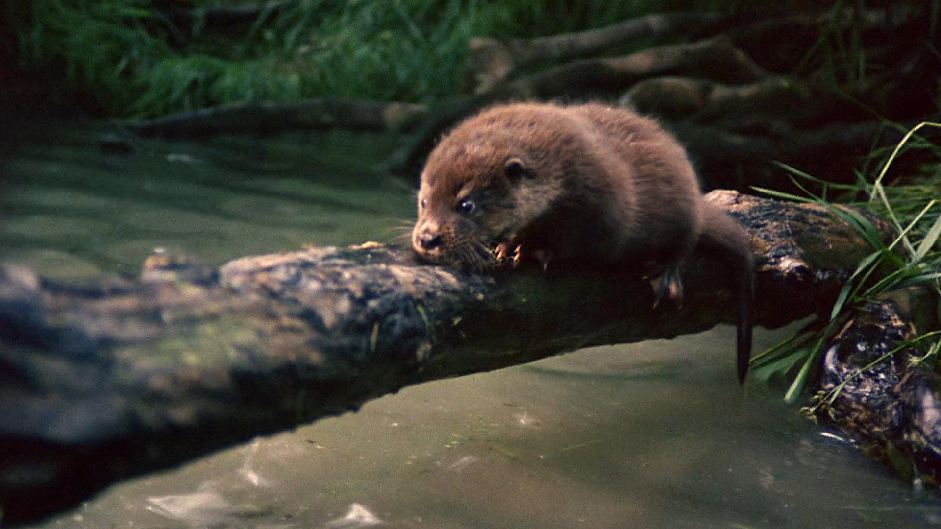 Tarka the Otter 1979 movie scene