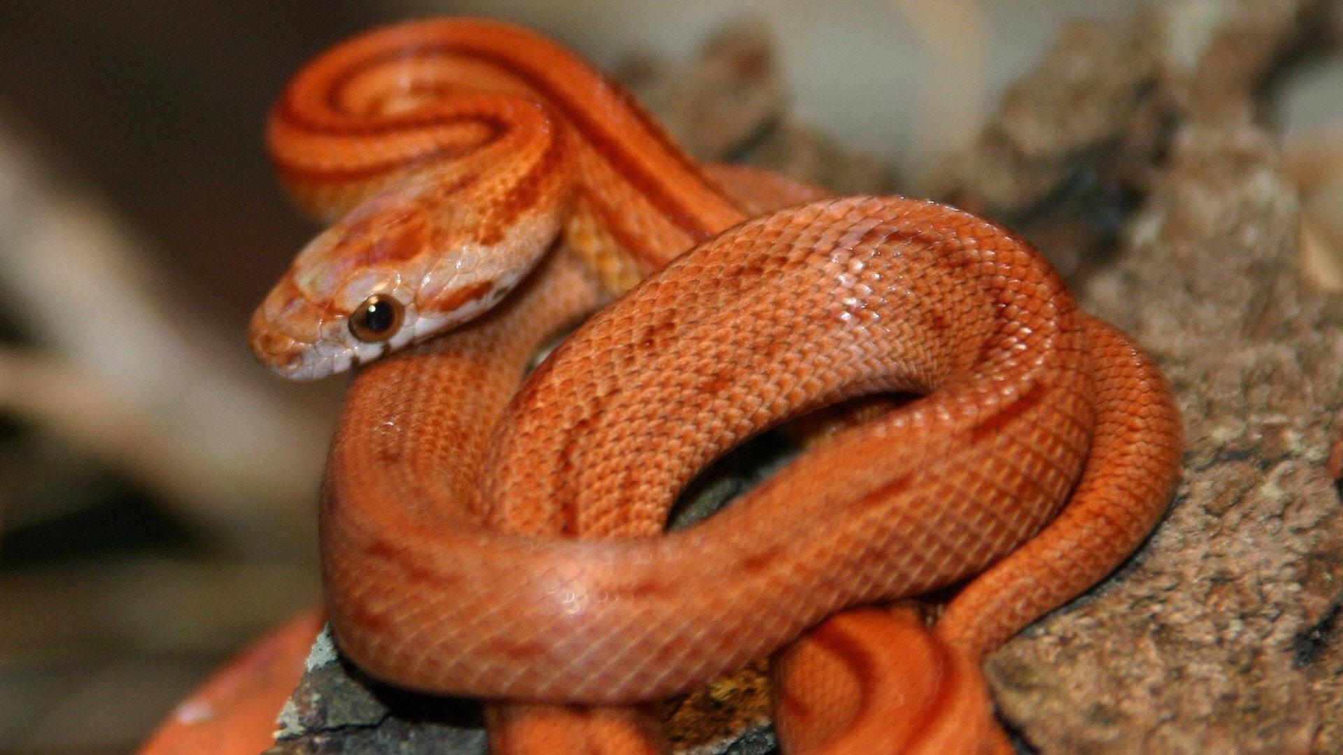 The Beauty of Snakes 2003 movie scene