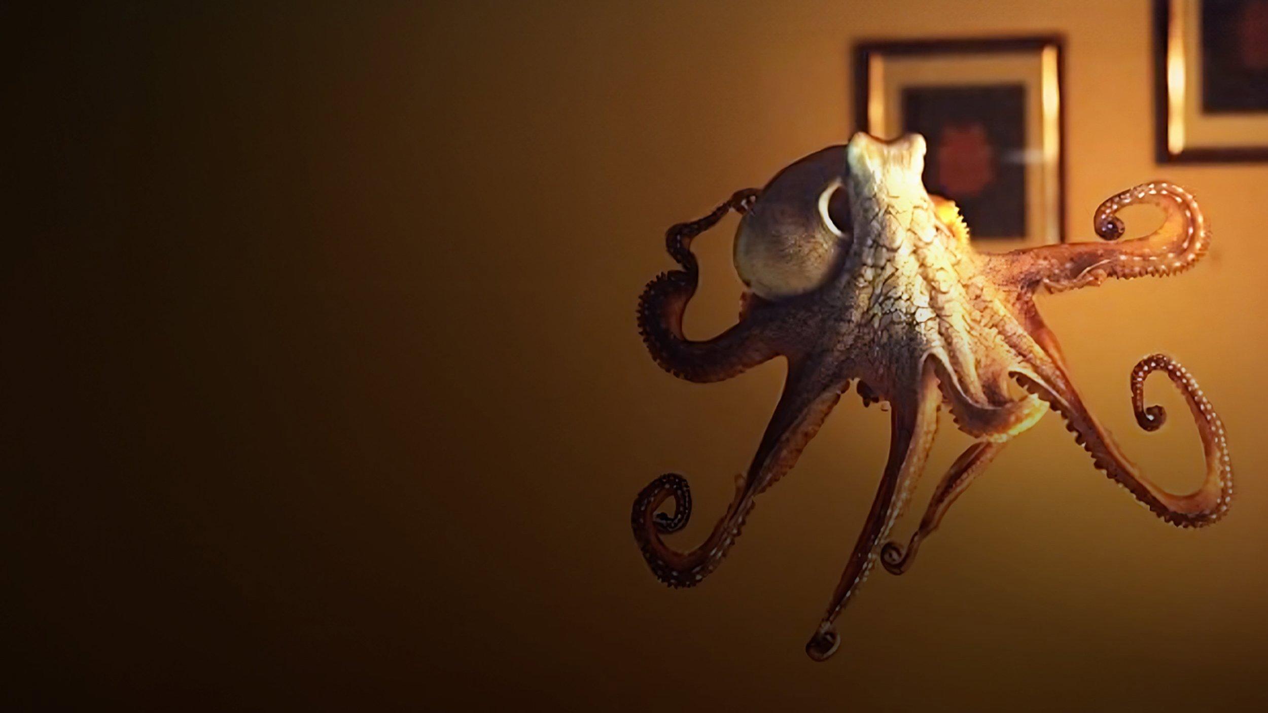 The Octopus in My House 2019 movie scene