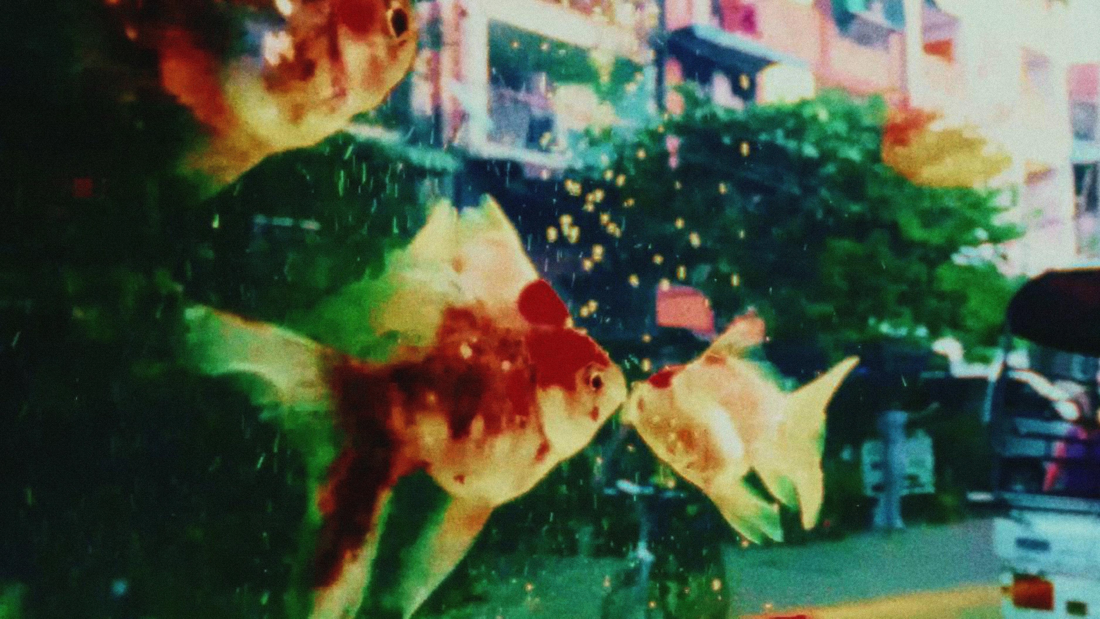 Waltz of Mayflies movie scene