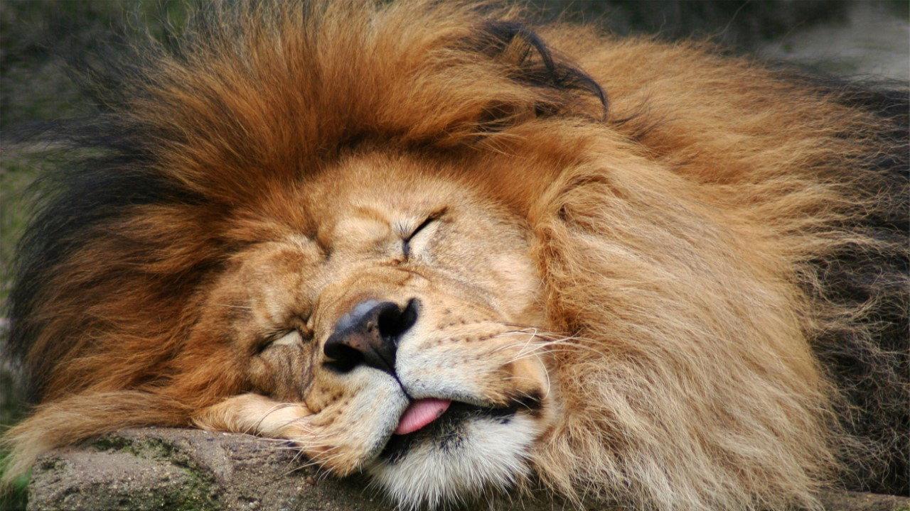 Le sommeil des animaux 2017 movie scene