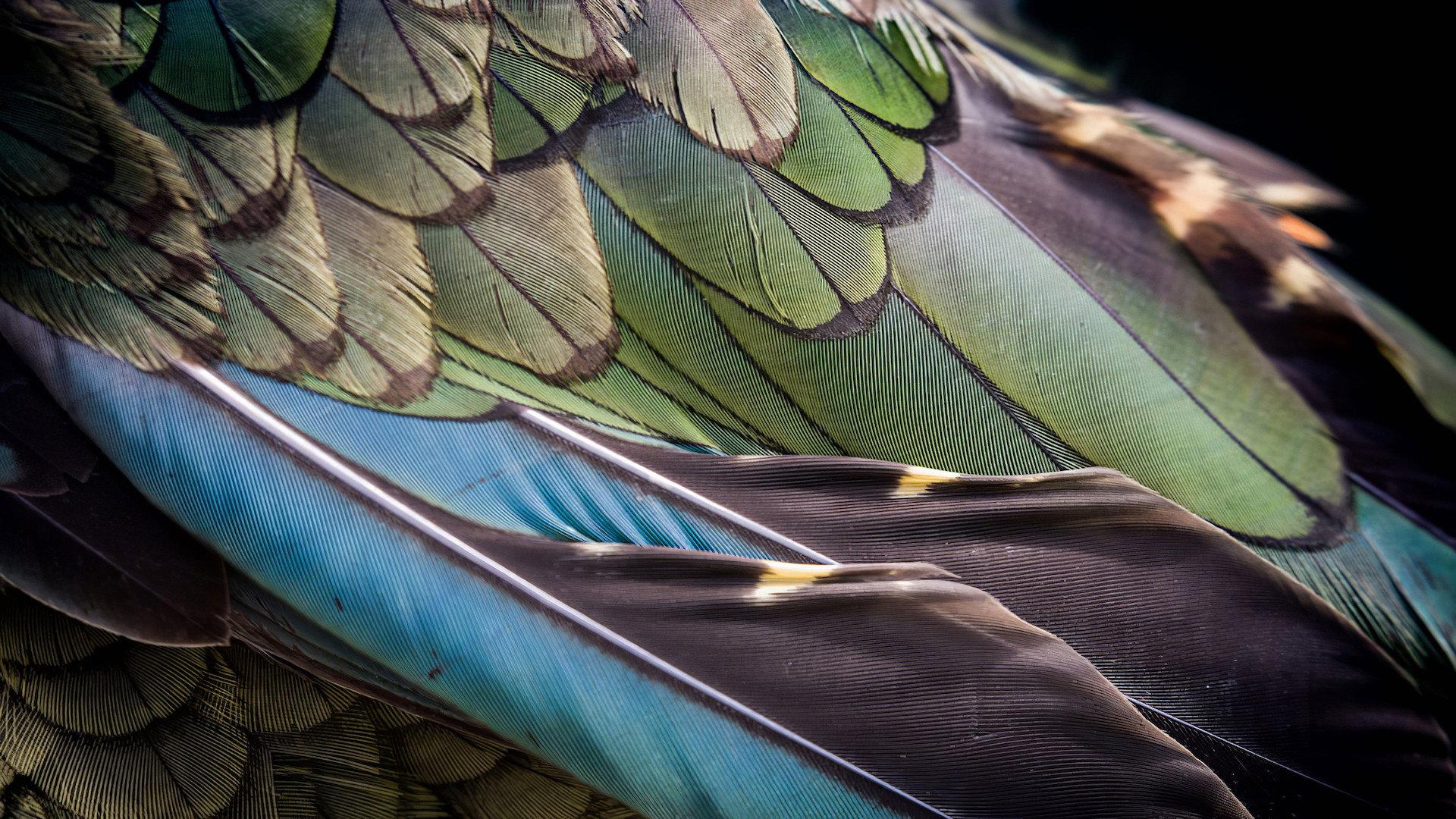The Birds of Play 2019 movie scene