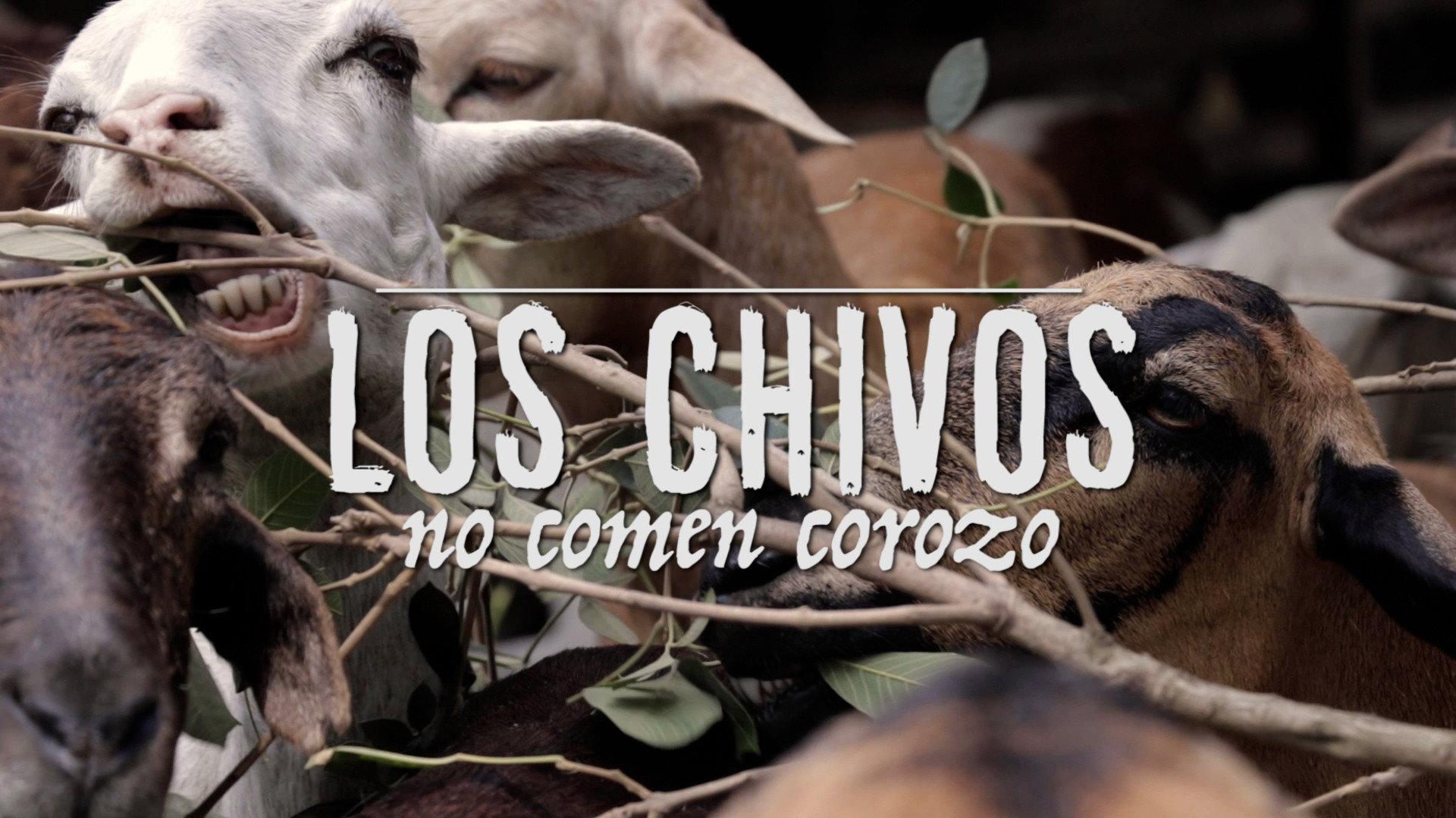 Goats don't eat corozo 2021 movie scene