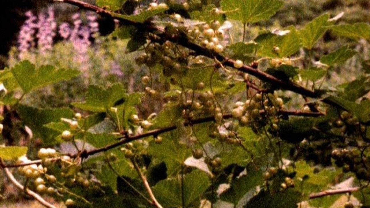 The Answering Furrow 1985 movie scene