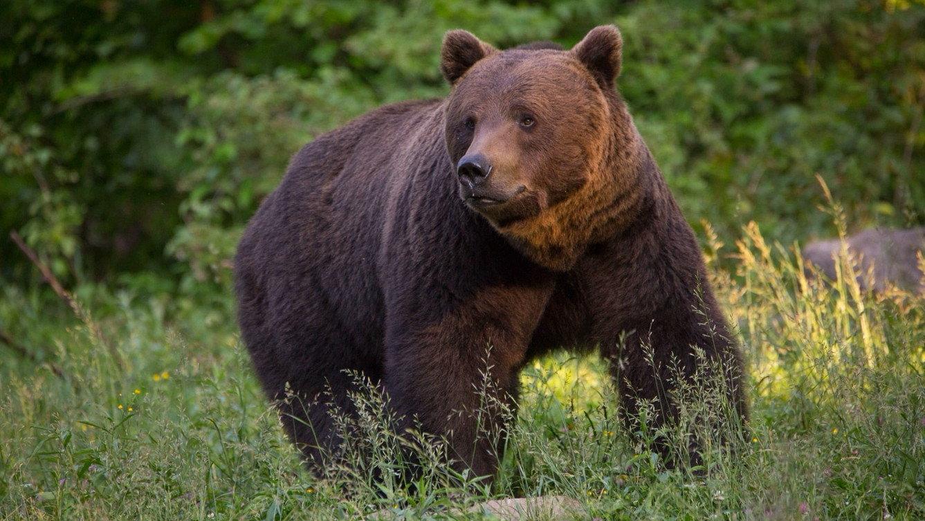 La Vie sauvage des Carpates 2020 movie scene