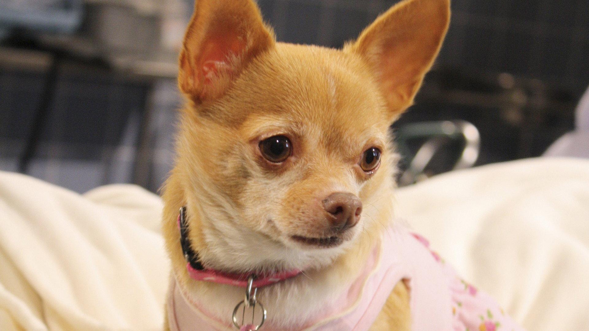 Chihuahua: The Movie 2010 movie scene