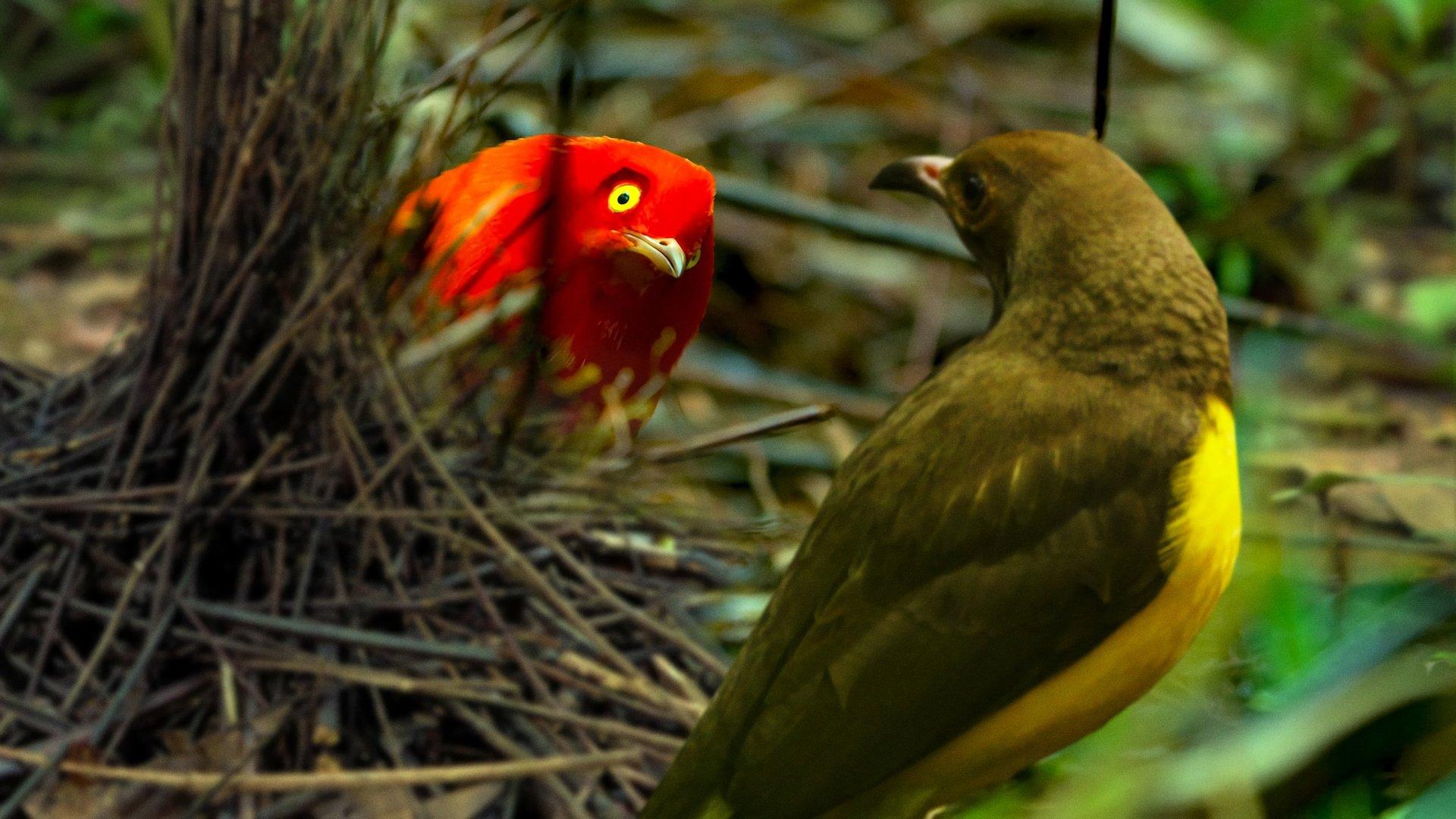 Dancing with the Birds 2019 movie scene