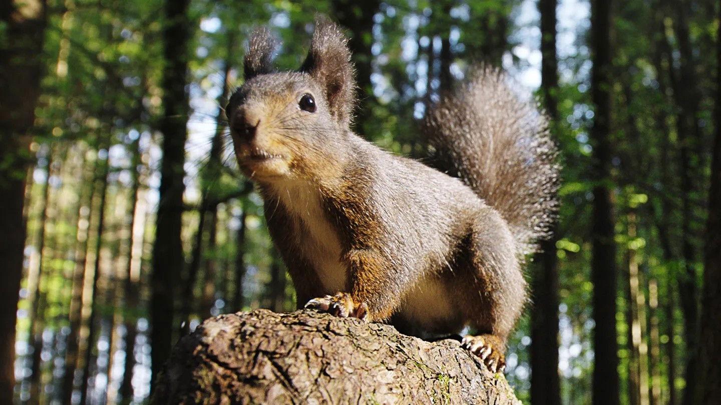 Going Nuts: Tales from the Squirrel World 2019 movie scene
