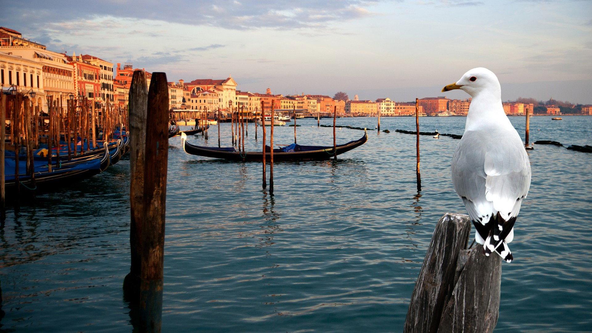 Wild Venice 2014 movie scene