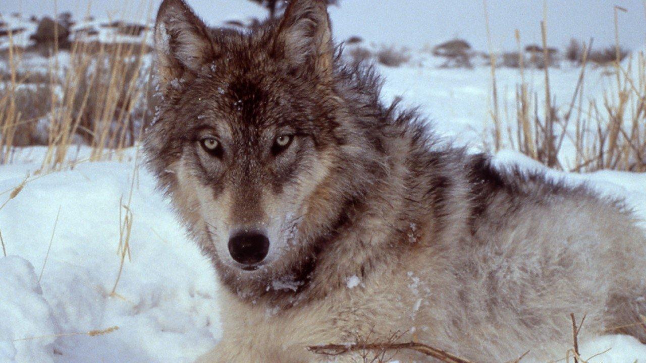Yellowstone: The Mystery of the Wolves 2018 movie scene