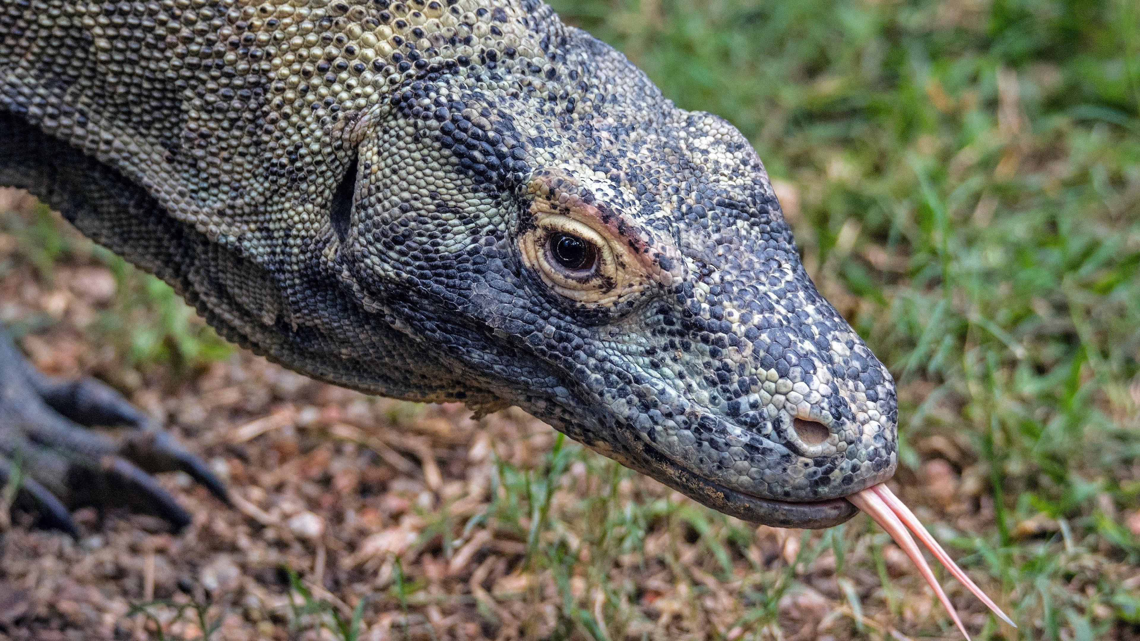 Dragons of Komodo movie scene