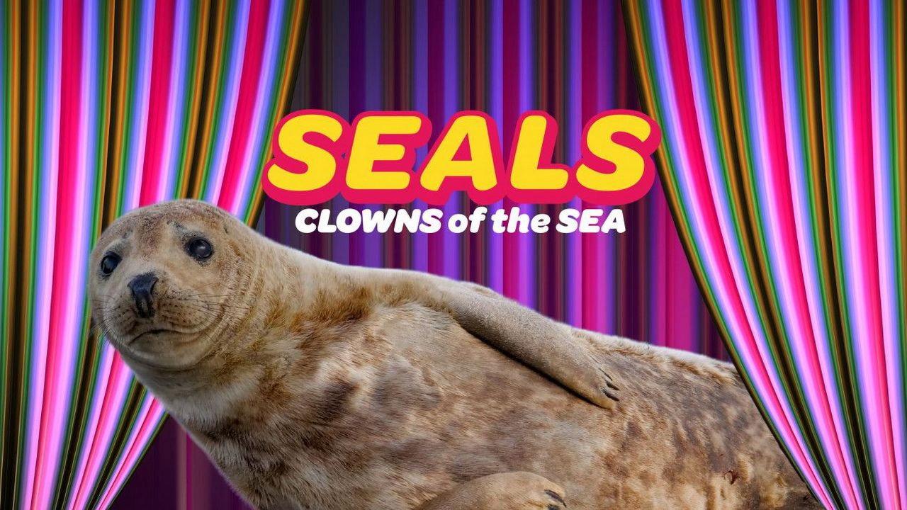 Seals - Clowns of the Sea 2021 movie scene