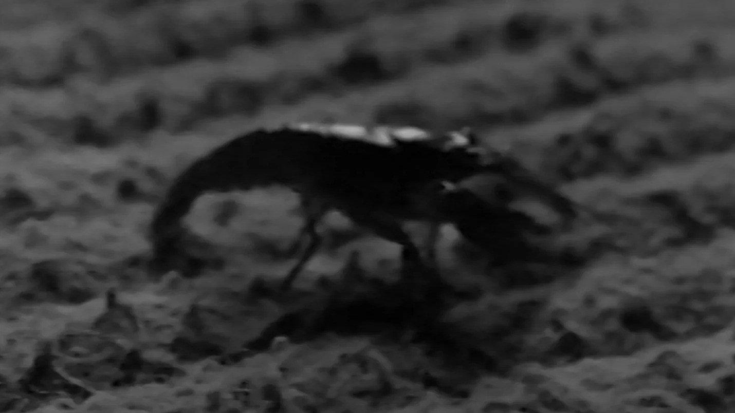 The Cornshukker 1997 movie scene