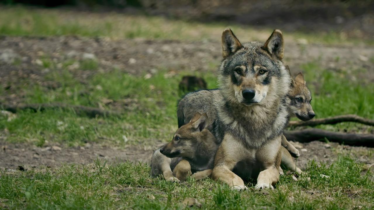 Les superpapas de la nature 2016 movie scene