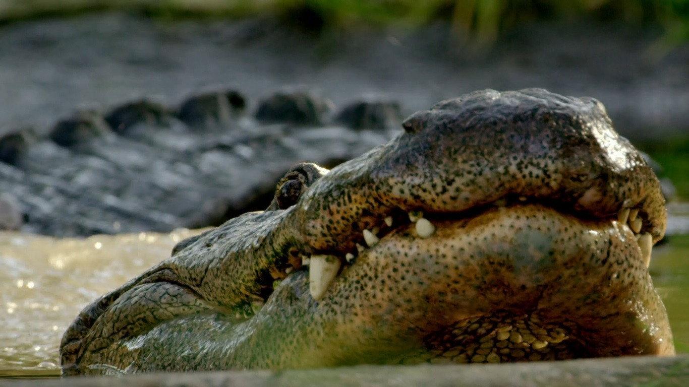 Wild Florida 2020 movie scene