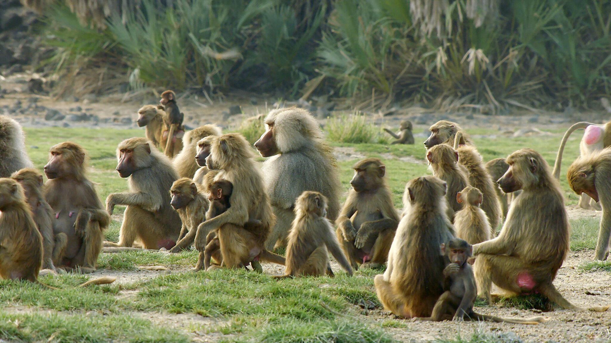Baboons: Rules of the Troop 2021 movie scene