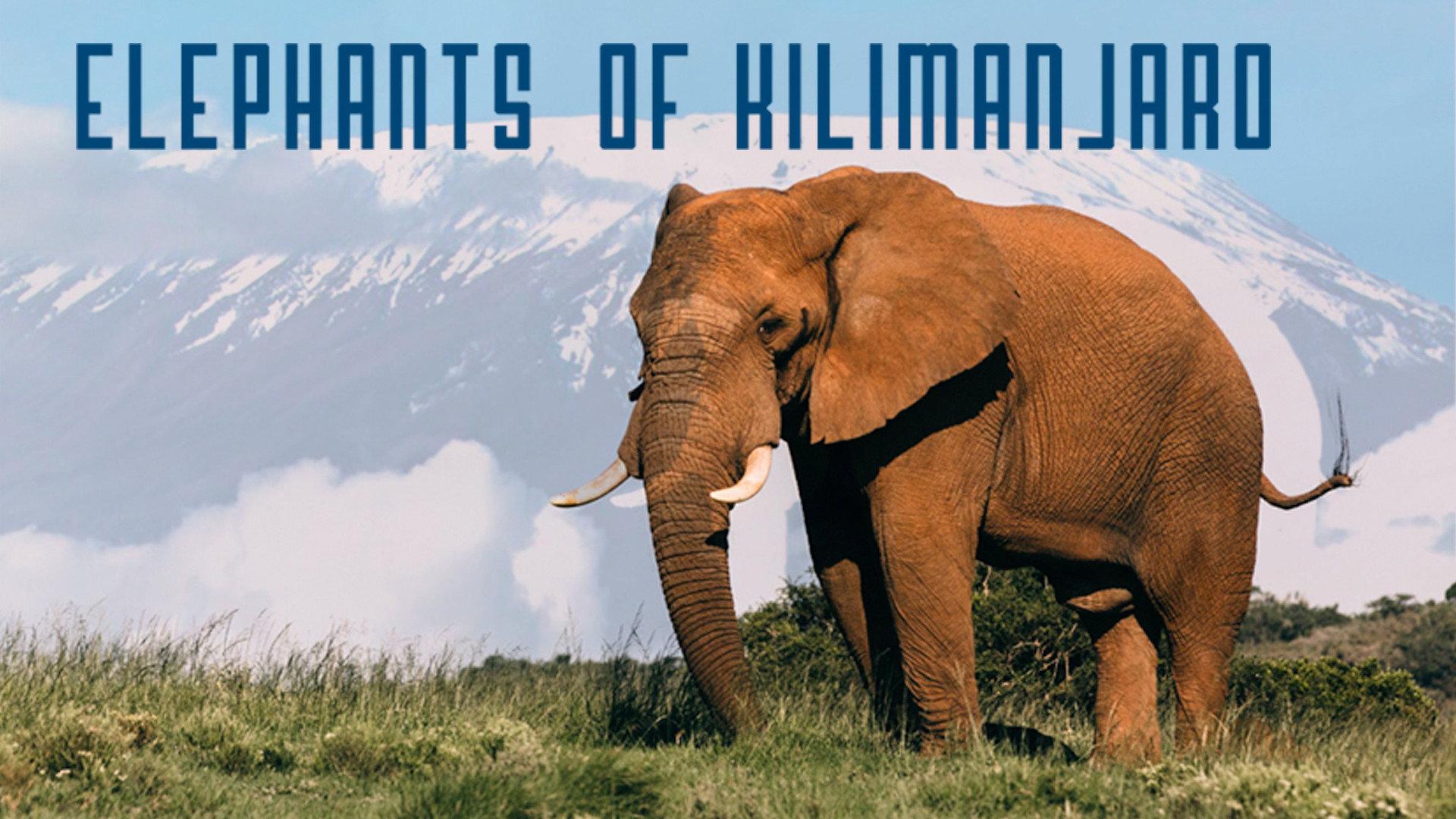 Elephants of Kilimanjaro 2022 movie scene