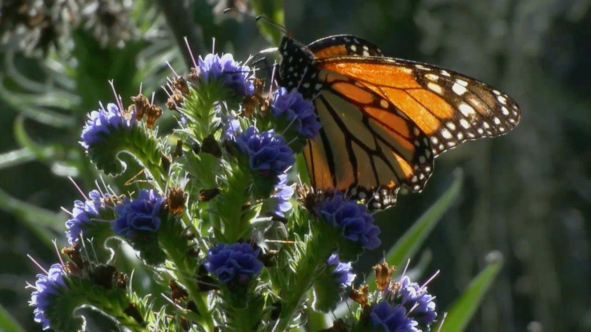 Butterfly Town, USA 2015 movie scene