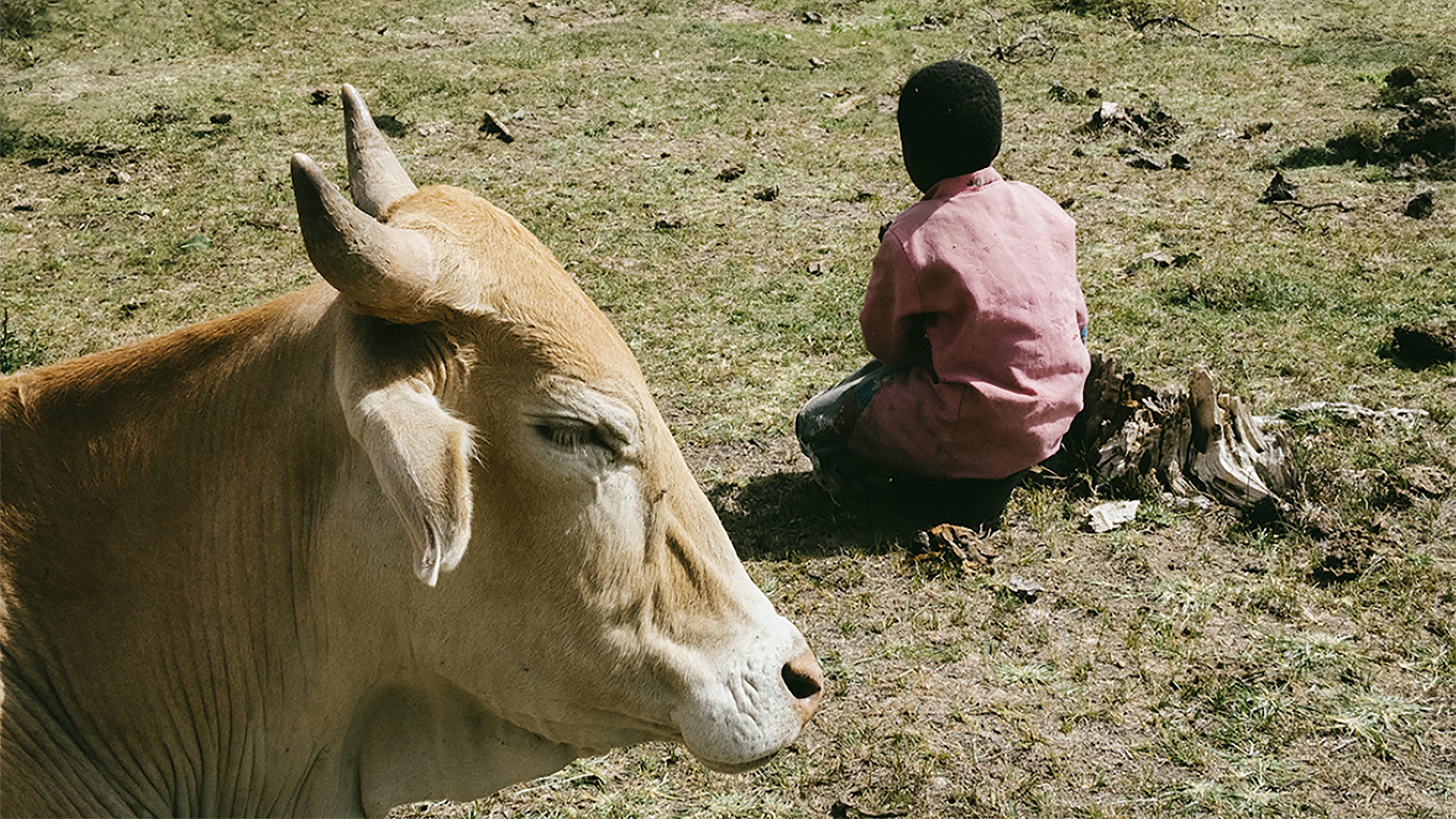 Last Cow  movie scene