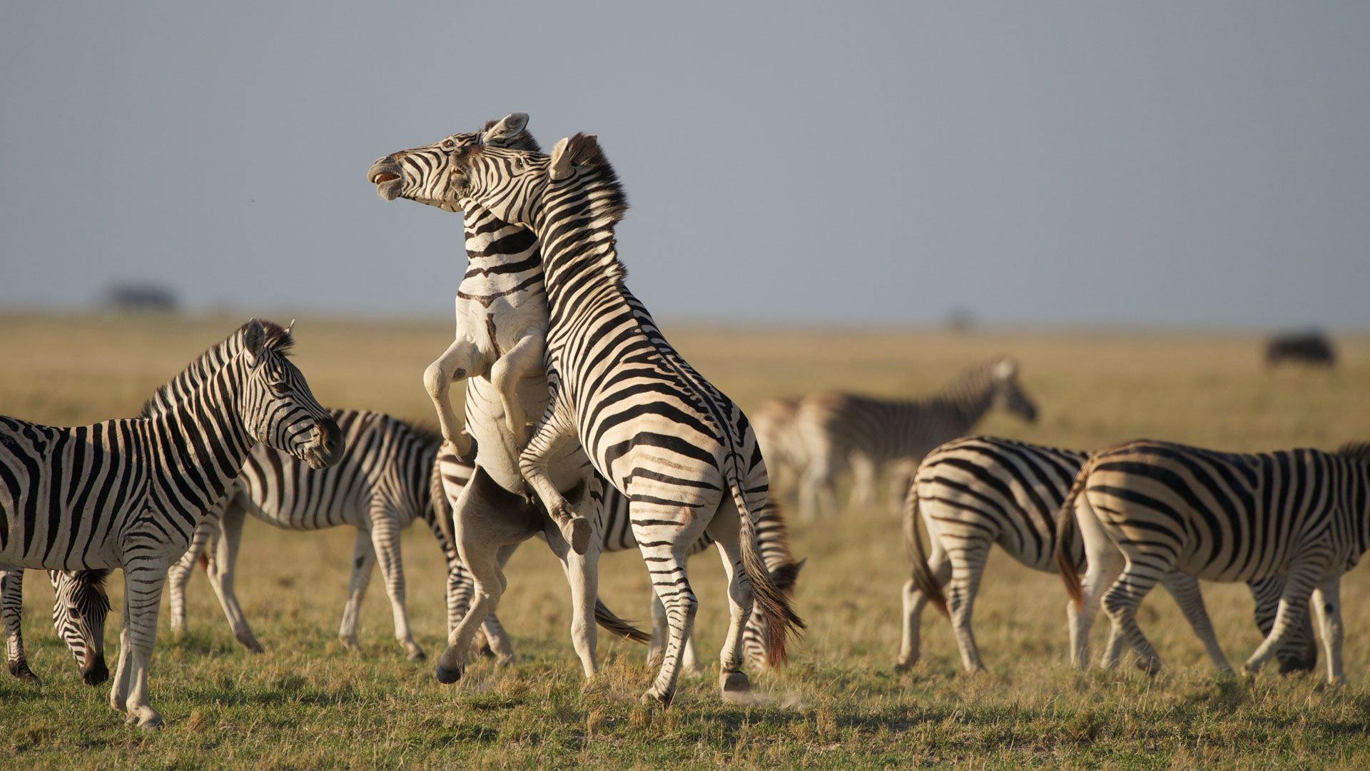 Nature: Great Zebra Exodus 2013 movie scene