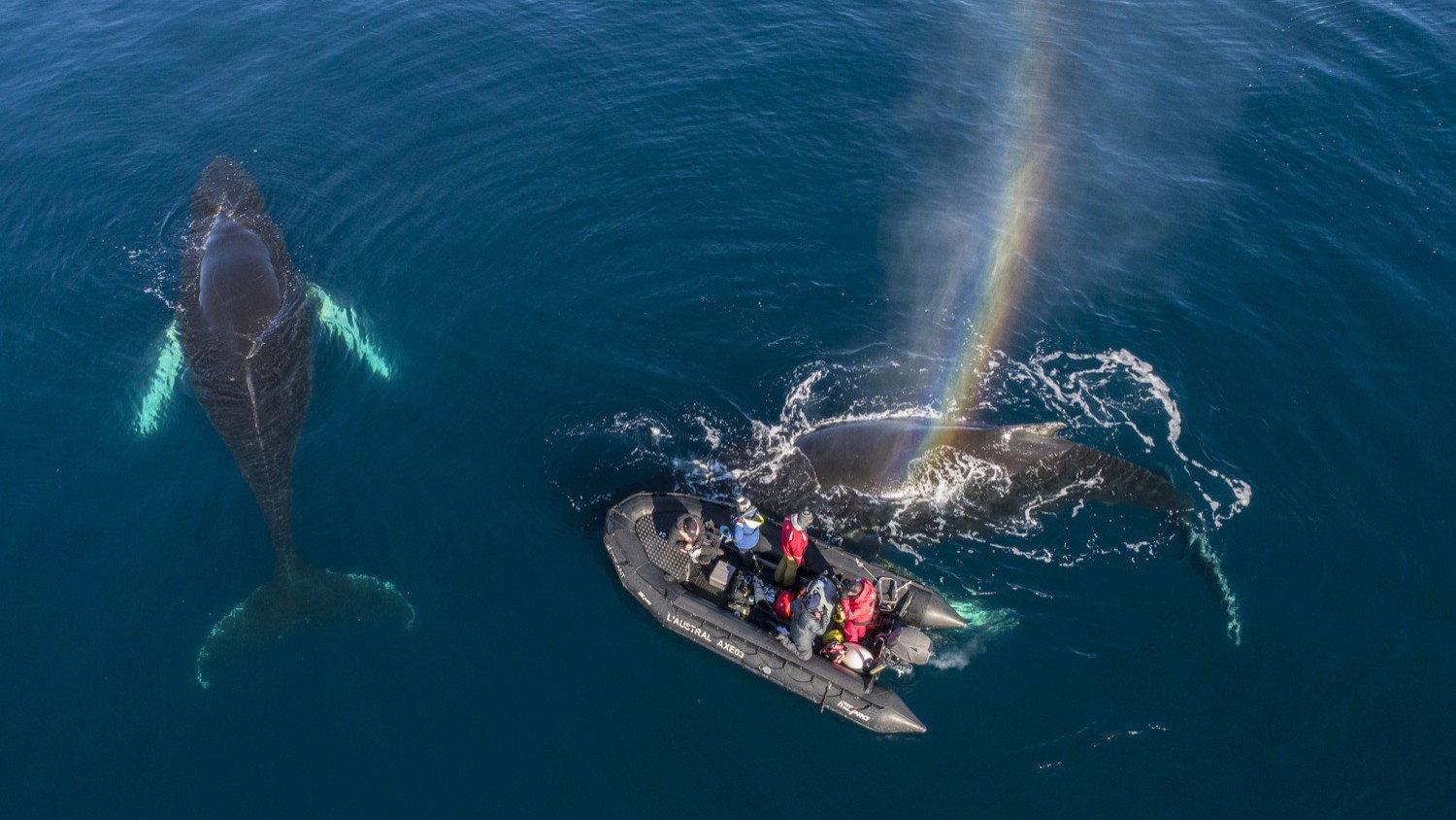 Whales in a Changing Ocean 2021 movie scene