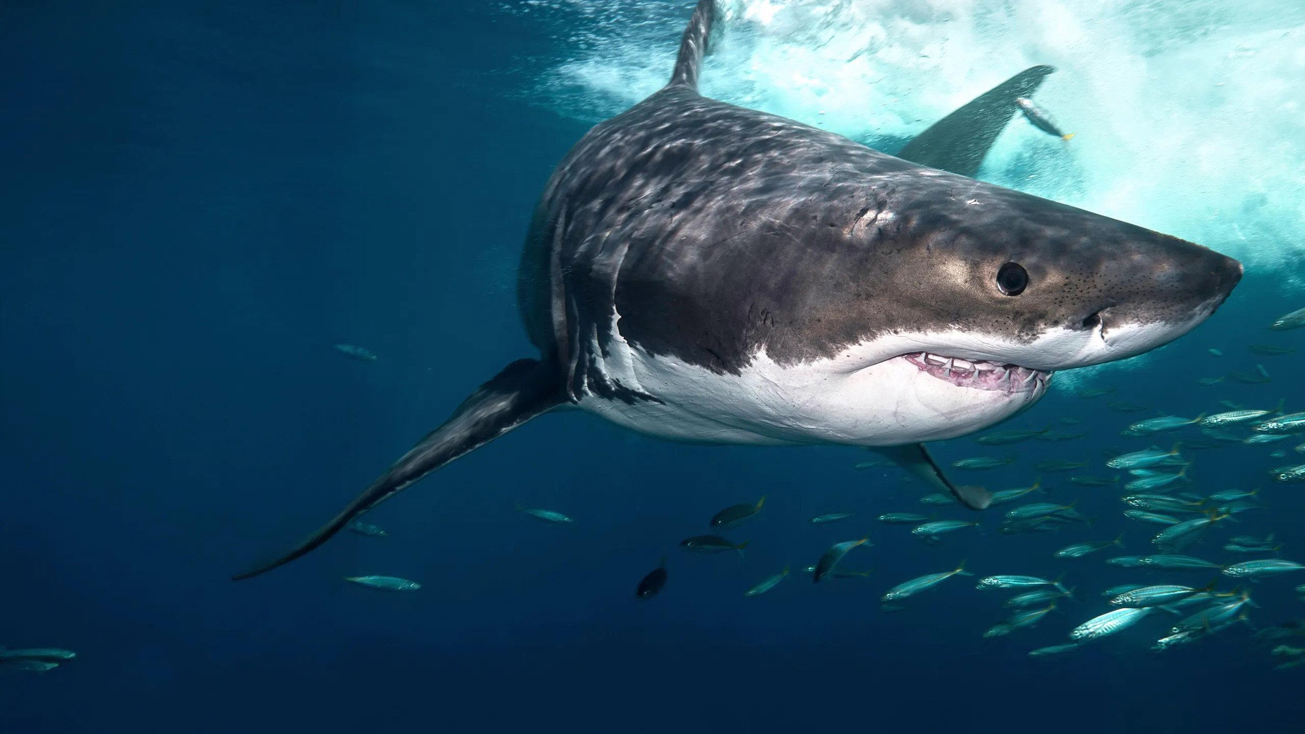 Great White Gauntlet 2026 movie scene