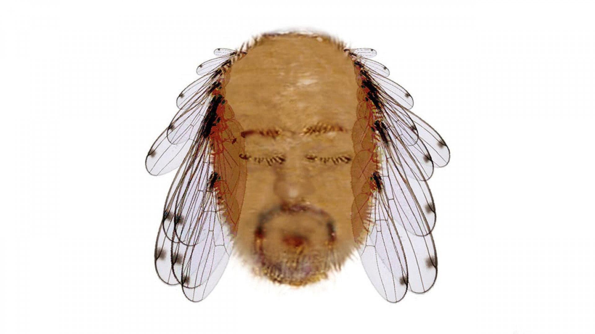 Bill Bailey: Tinselworm 2008 movie scene