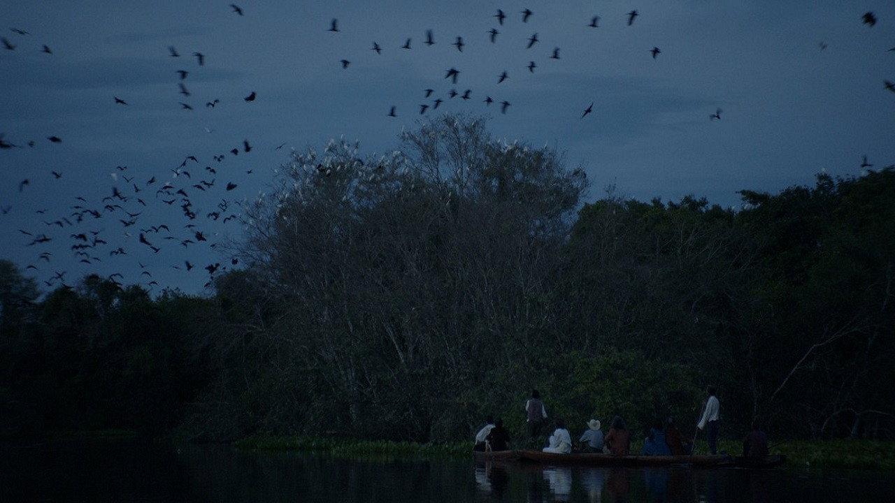 Light in the Tropics 2020 movie scene