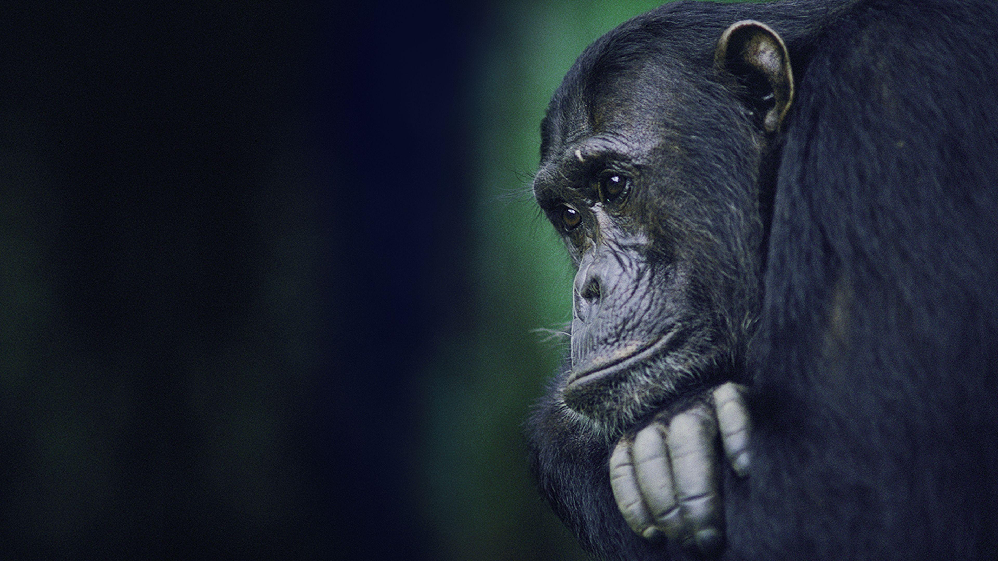 Kingdom of the Apes: Battle Lines 2014 movie scene