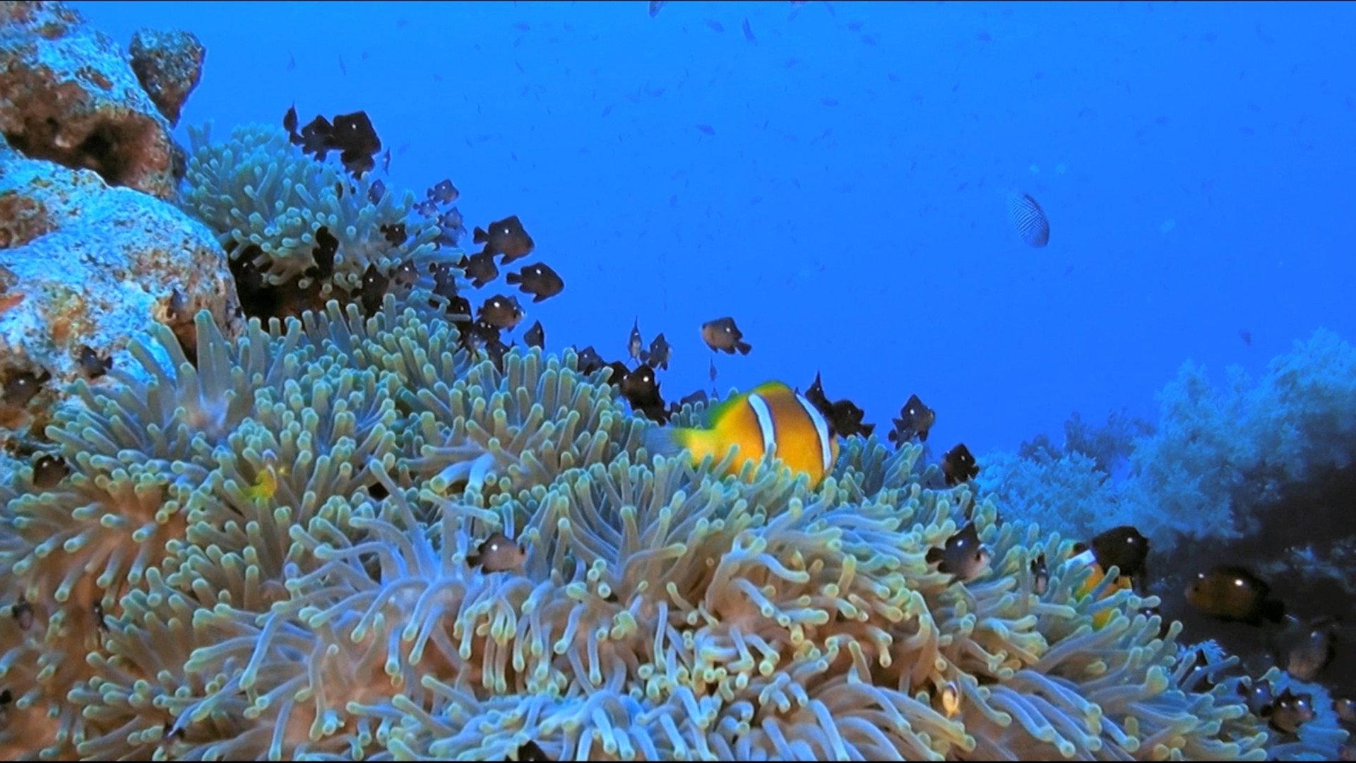Fascination Coral Reef 2011 movie scene