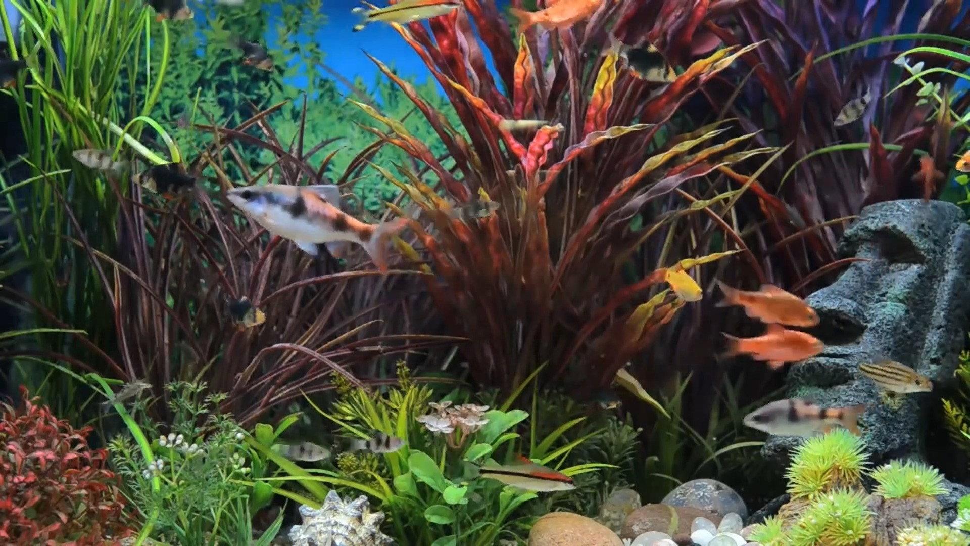 Relaxing Aquarium 2016 movie scene