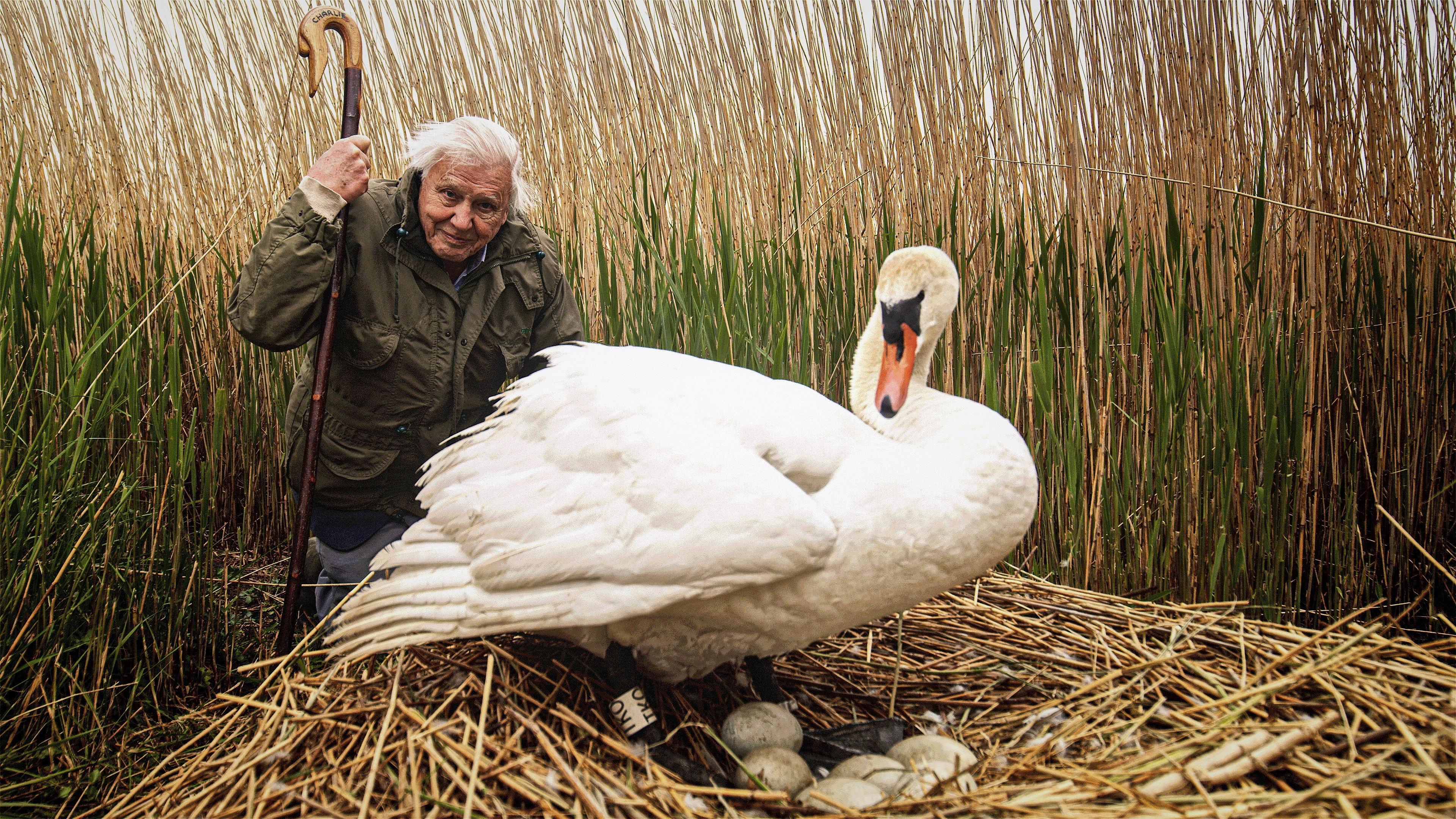Attenborough's Wonder of Eggs 2018 movie scene