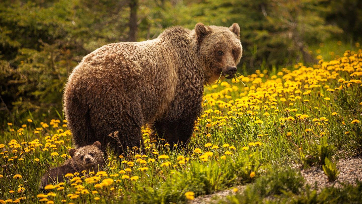 Bear Island 2007 movie scene