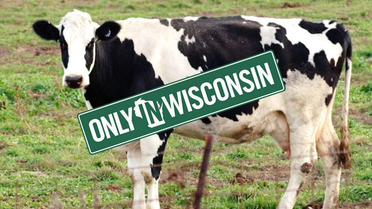 Tale of the Spotted Cow 2015 movie scene