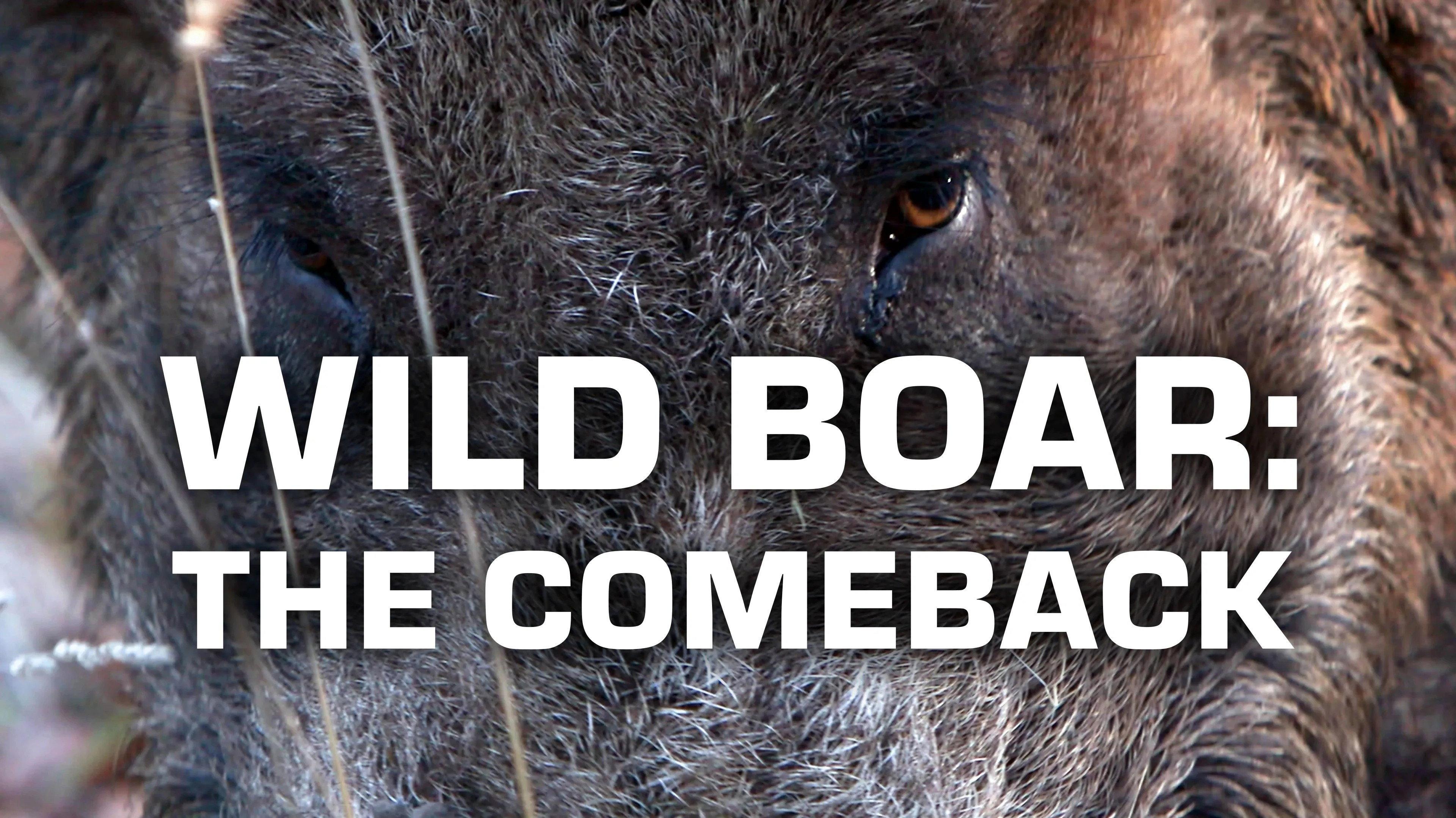 Wild Boar: The Comeback 2020 movie scene