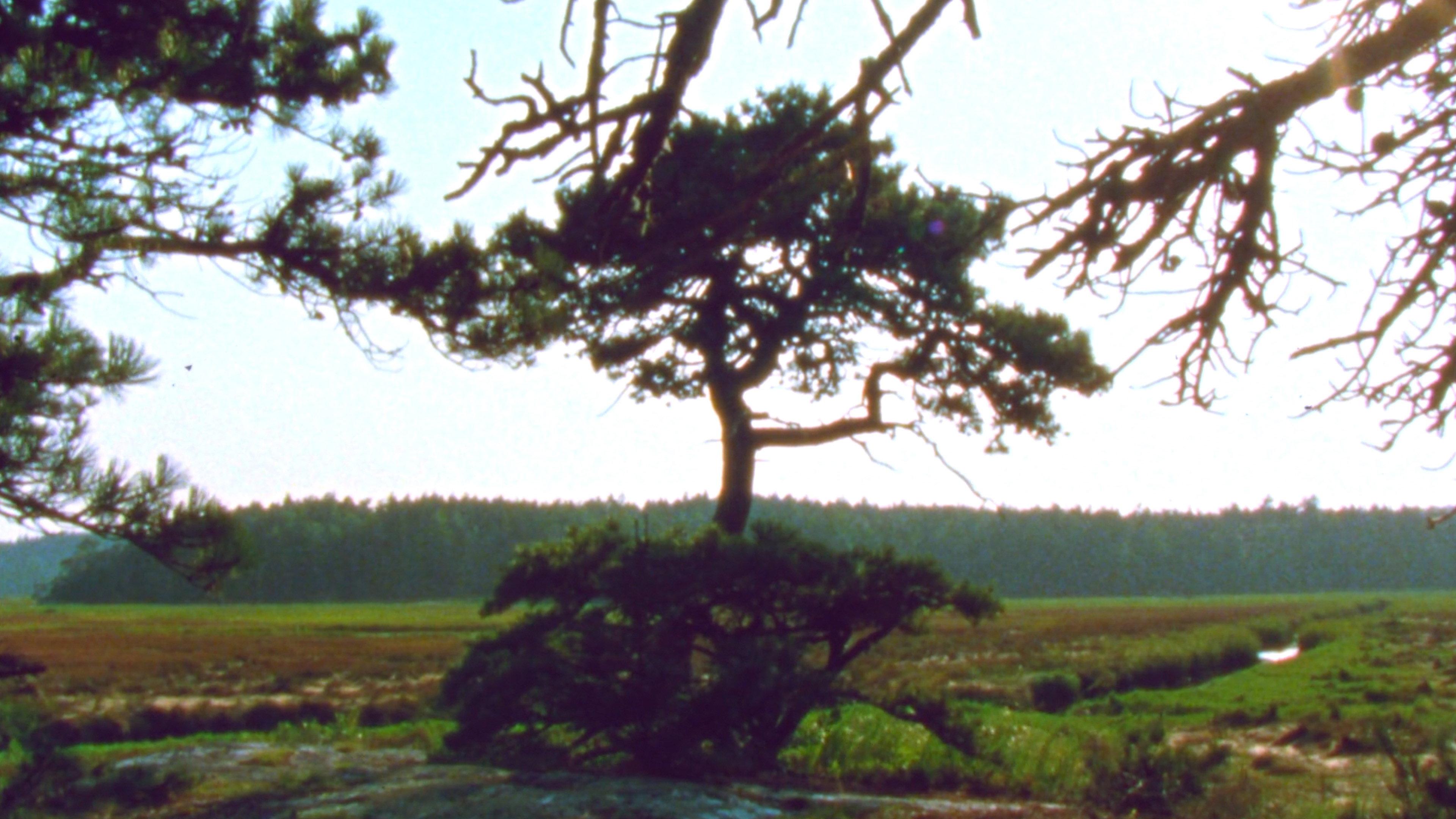 Jasper Beach and The Salt Marsh 2023 movie scene