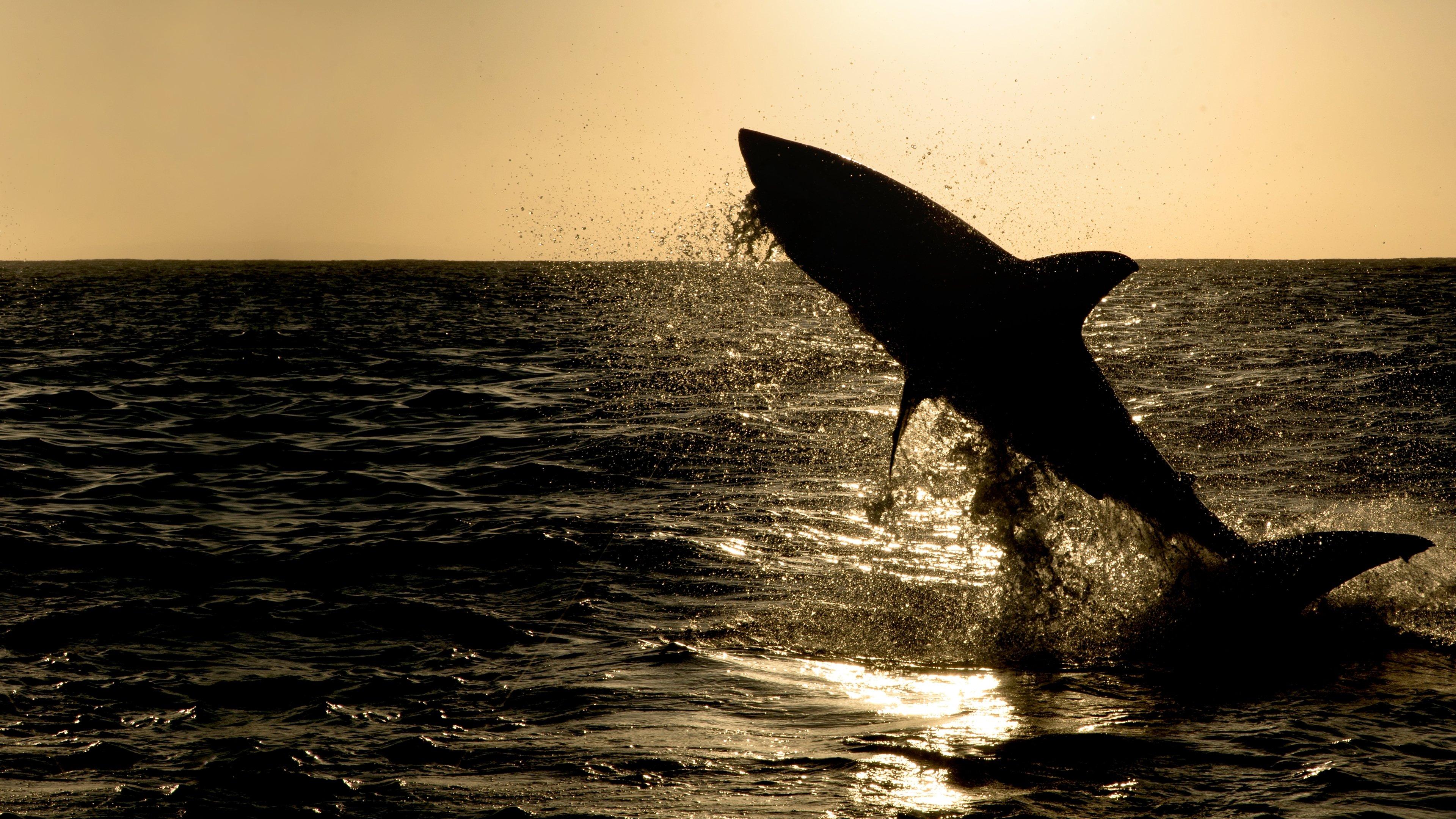 Big Sharks Rule 2018 movie scene