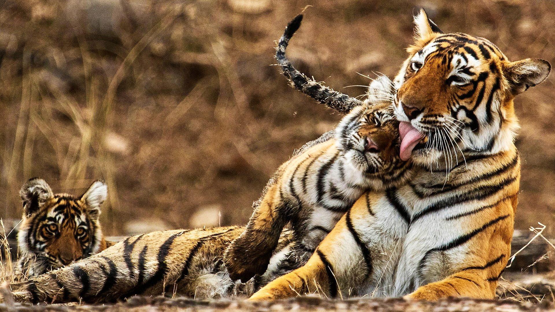 My Tiger Family 2024 movie scene