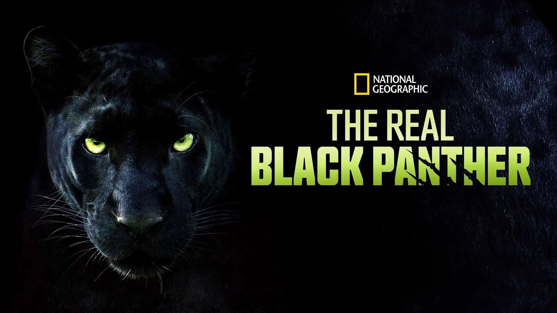 The Real Black Panther 2020 movie scene