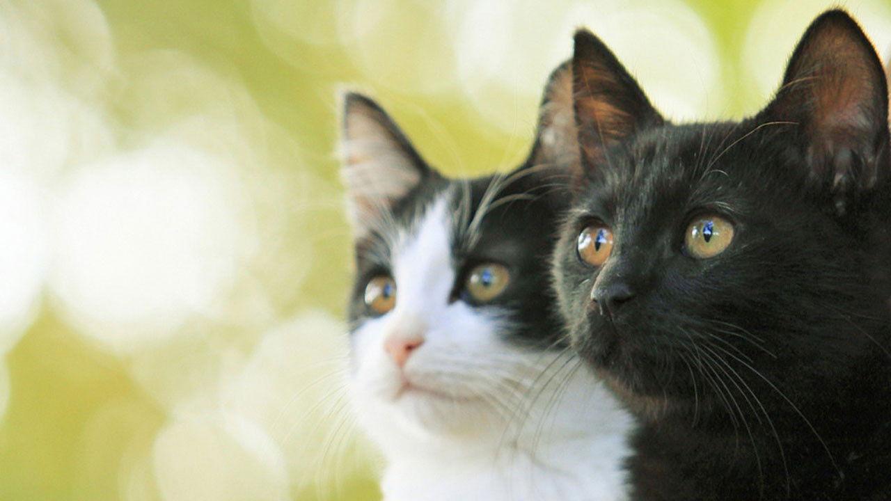 Cats Don't Come When You Call 2016 movie scene