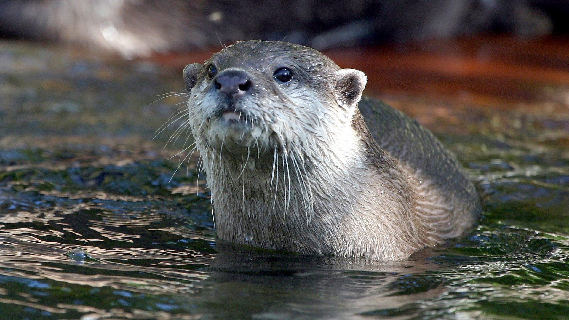 West Coast Otters 2005 movie scene