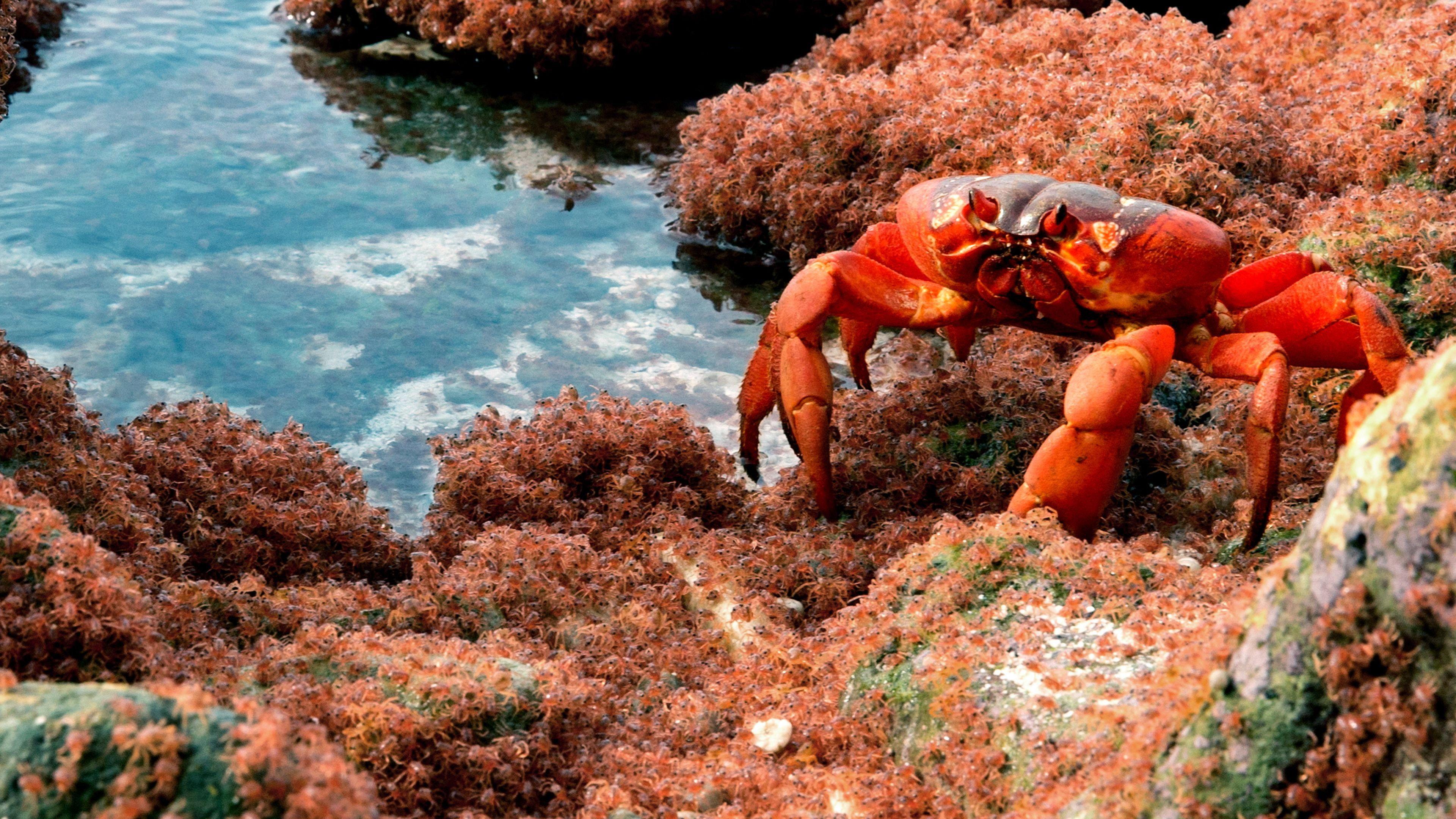 The Giant Robber Crab 2019 movie scene